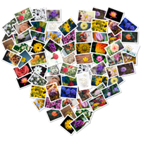 FigrCollage Pro 3.3.5 for Mac 破解版 照片拼贴制作工具