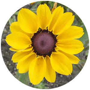 MesaExif 2.4.21 for Mac 图像元数据处理工具